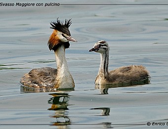 Animali 091